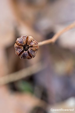 Dried fruit pod